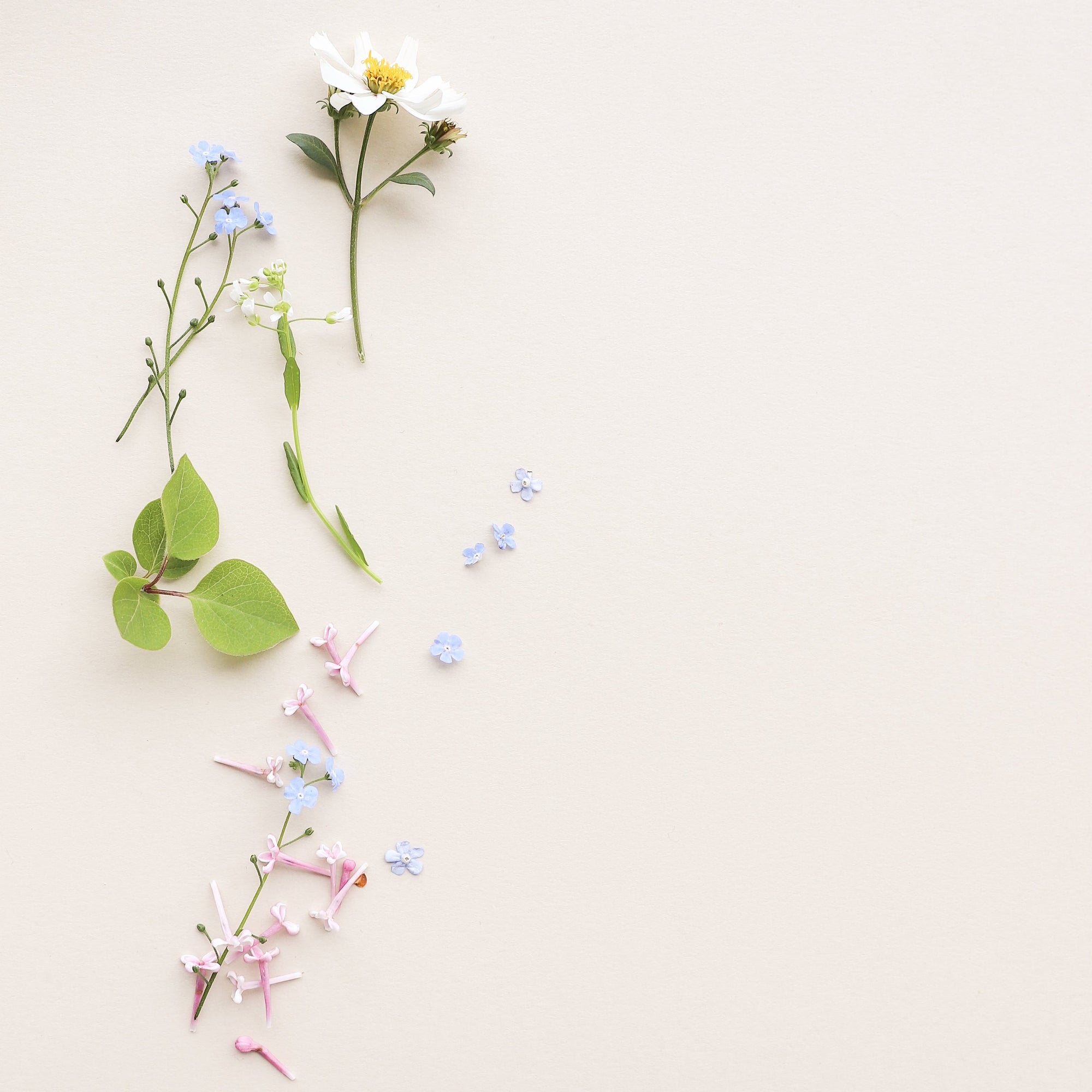 Customer Faves for Spring